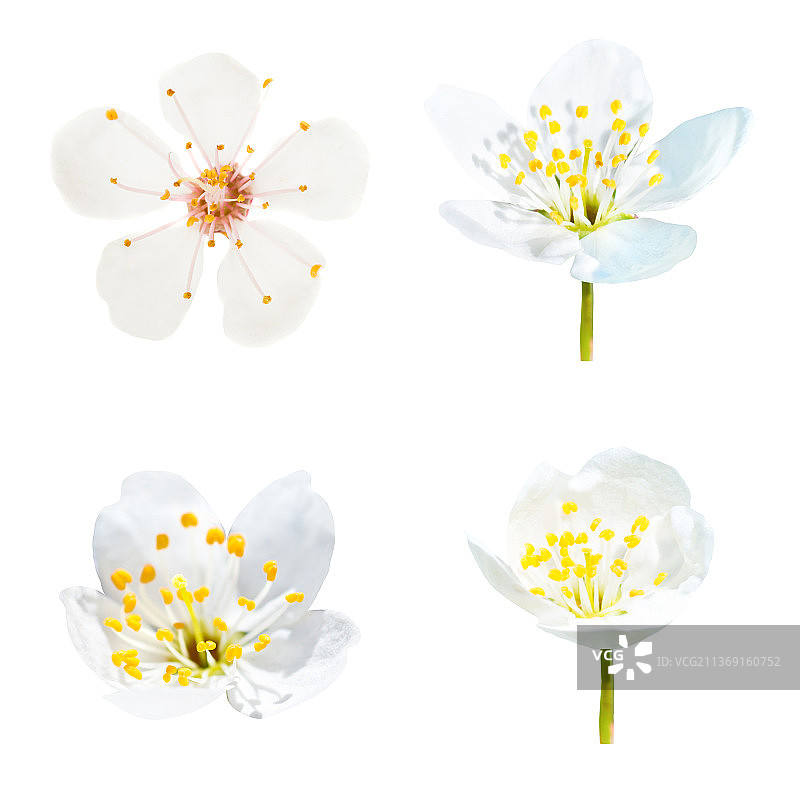 白色花朵组合，白色背景上的花朵特写图片素材