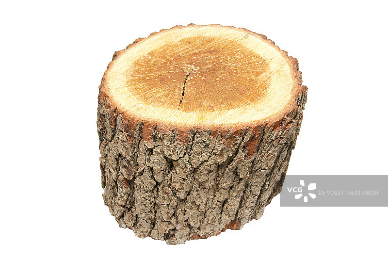 白色背景上的孤立树桩特写图片素材