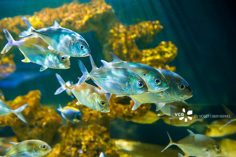 热带马眼鲹鱼特写：热带咸水鱼在海中游动图片素材