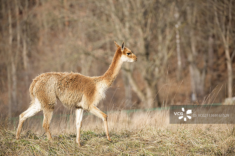 奔跑中的羊驼，站在田野上的袋鼠侧视图图片素材