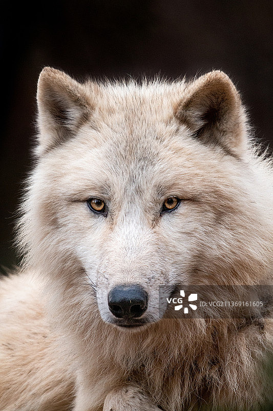 狼的肖像：捷克共和国黑色背景下的熊特写图片素材