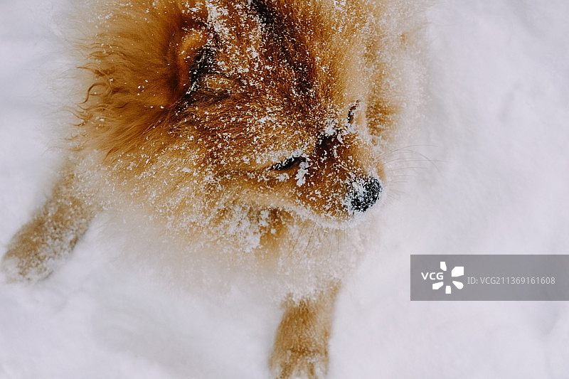 宠物冬季户外雪地行走特写图片素材