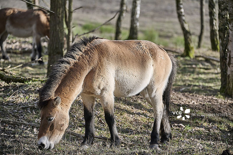 普氏野马与草地上站立的母狮侧面，德国图片素材