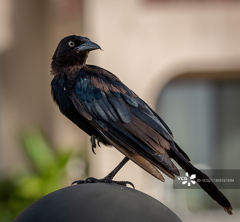 开曼群岛乔治敦的乌鸦特写图片素材