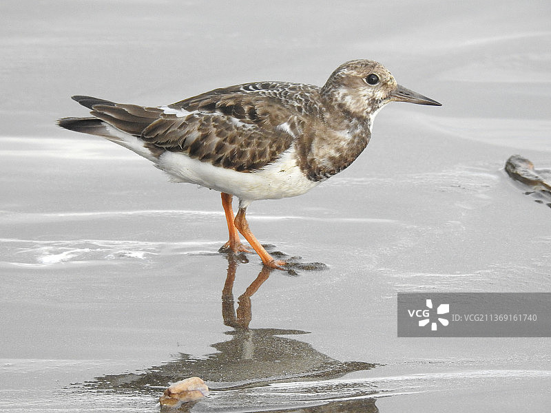 翻石鹬近距离栖息在哥斯达黎加埃斯特里约斯奥斯特海滩图片素材