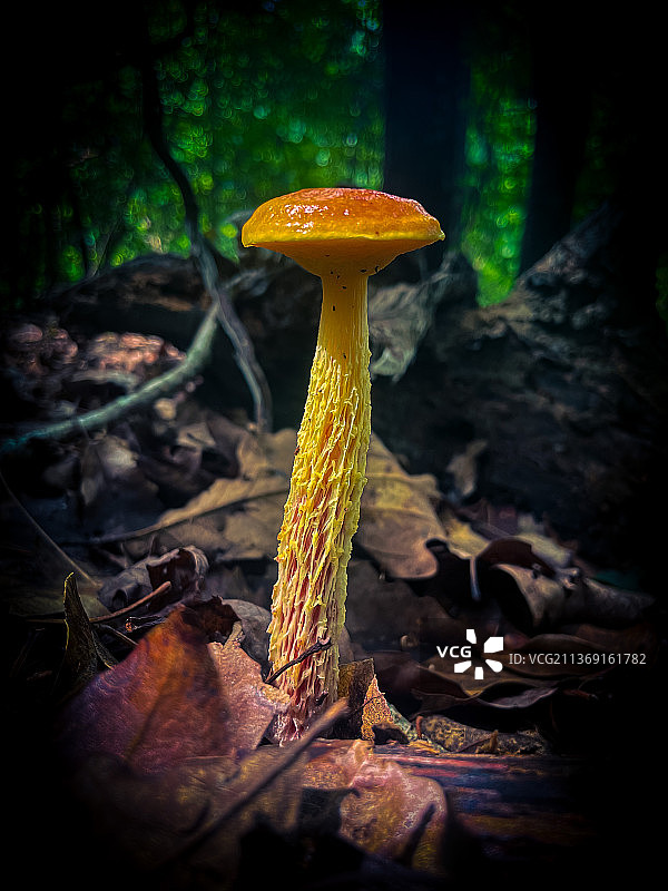 北卡罗来纳州蘑菇小径特写图片素材