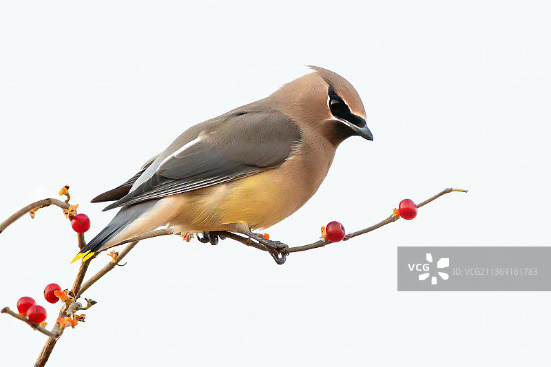 加拿大安大略省伦敦市科夫斯地区的雪松太平鸟图片素材