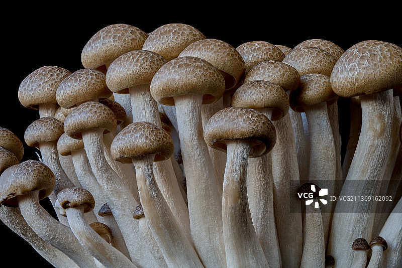 黑色背景上的蘑菇特写，乌克兰图片素材