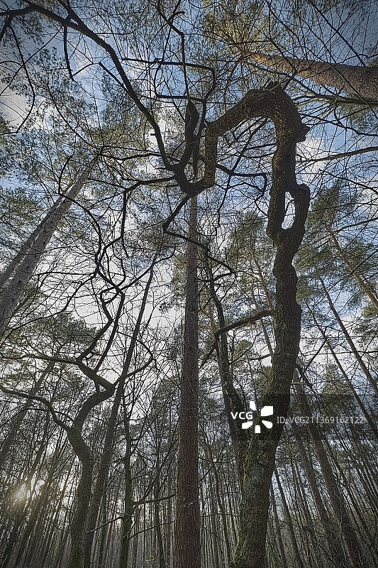 天空中的树枝绘画，德国勒沃库森图片素材