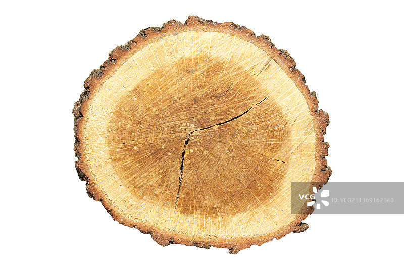 白色背景上的孤立木桩，白色背景上的原木特写图片素材