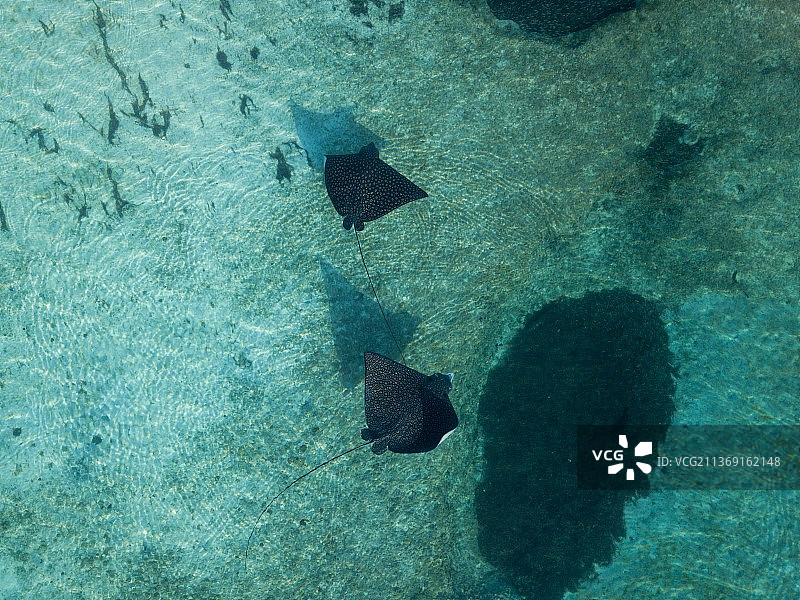 海中游动的鱼的俯视视角图片素材