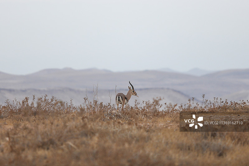 以色列沙漠山区中的多尔卡斯瞪羚或艾里尔瞪羚图片素材