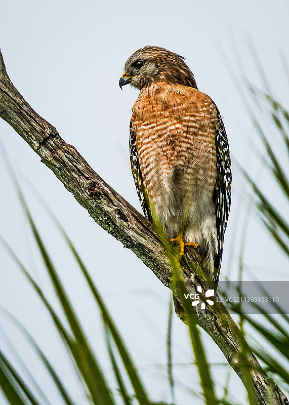 湿地上空的红肩鹰图片素材