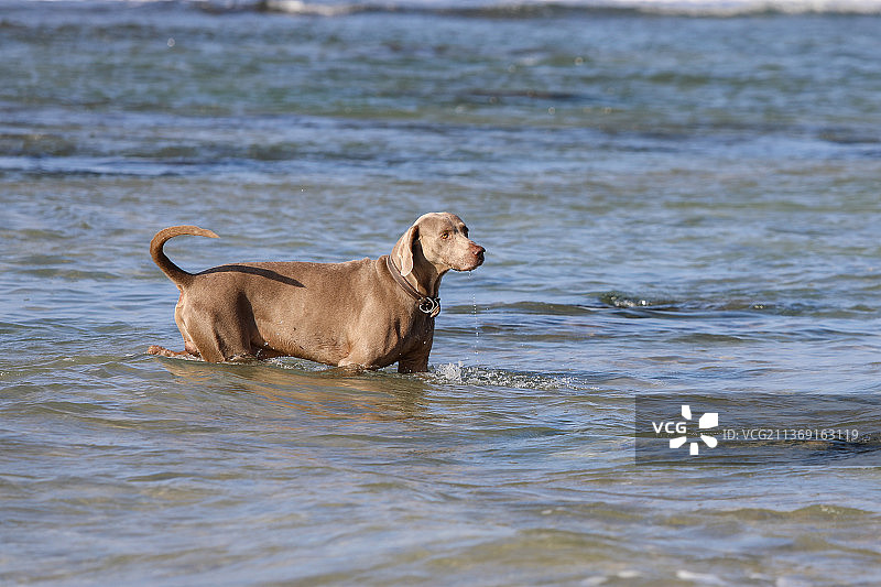 一只严肃的灰色白色雄性犬从水中走出图片素材