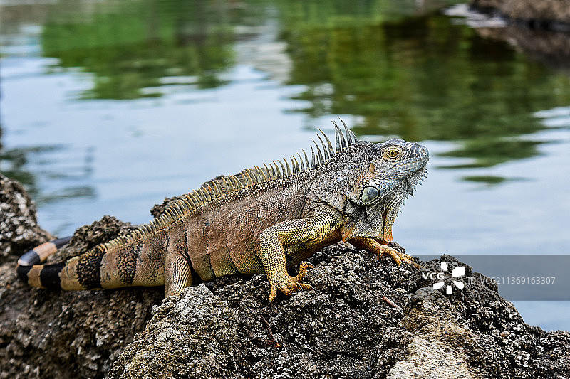 开曼群岛北侧岩石上的鬣蜥特写图片素材