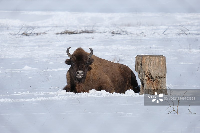 雪地里的奶牛肖像图片素材