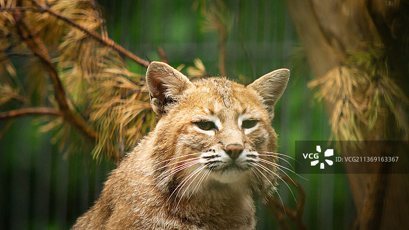 猞猁特写图片素材