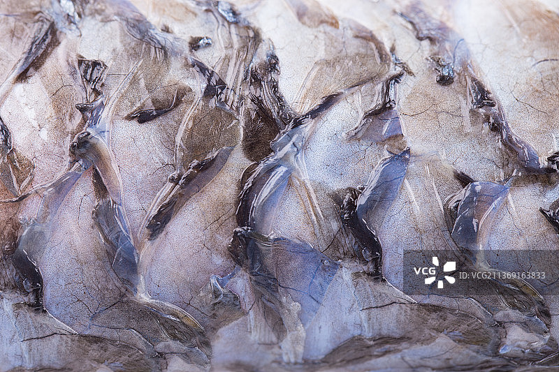 鱼鳞，摩尔多瓦市场出售的鱼的完整镜头图片素材