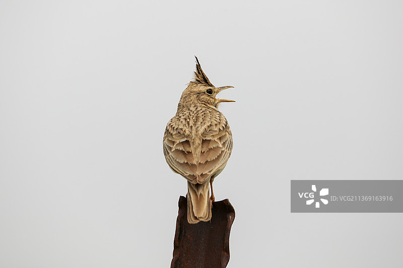 棕色小鸟落在木头上，在晴朗的天空下寻找其他鸟类，鸣禽栖息在木头上的特写图片素材