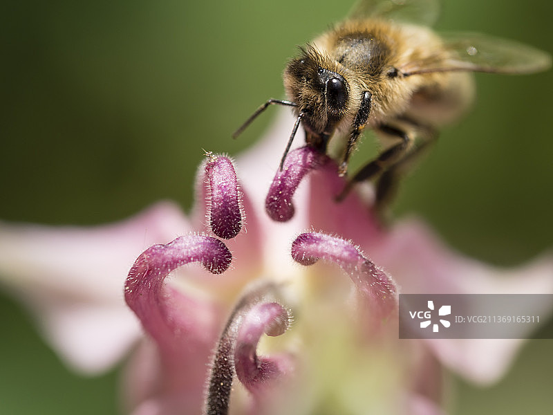蜜蜂在粉色花园花朵上图片素材