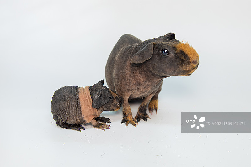 白色背景下分离的无毛豚鼠，斯芬克斯豚鼠图片素材