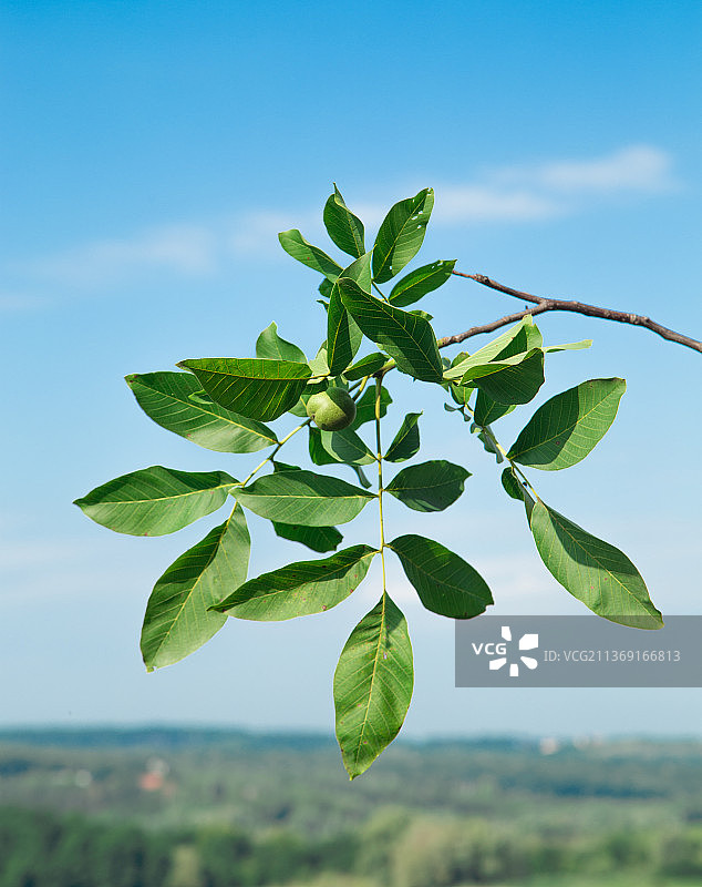 树上的绿核桃，植物特写，摩尔多瓦图片素材