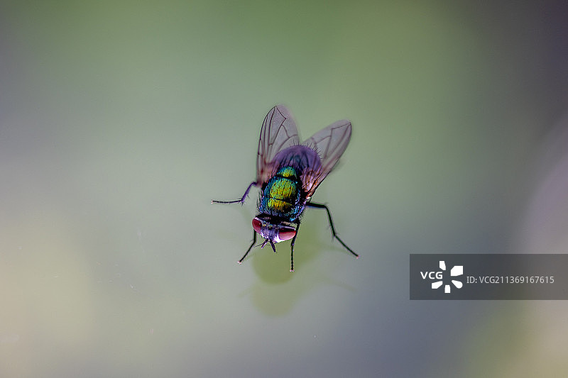 蝇IV，昆虫在植物上的特写，德国埃森图片素材