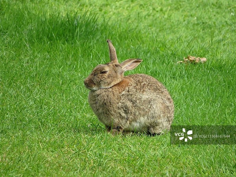 草地上棉尾兔的侧面图图片素材