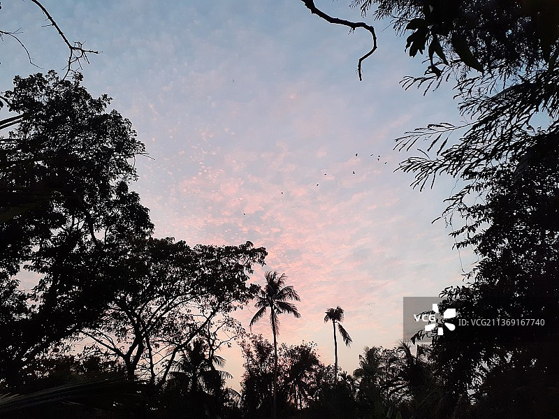 印度西孟加拉邦日落时分的树木剪影图片素材