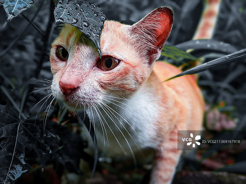 猫咪特写图片素材