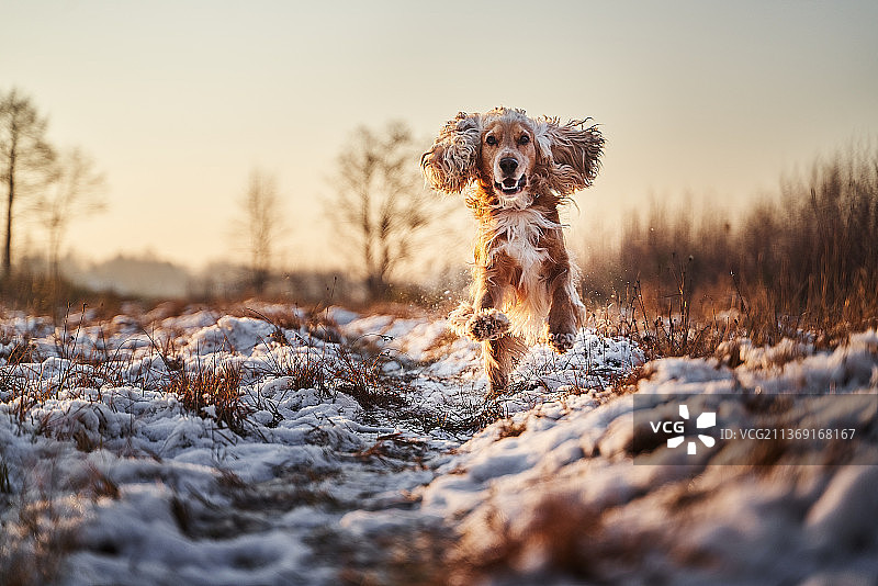 在雪地里玩耍的可卡犬肖像，波兰图片素材