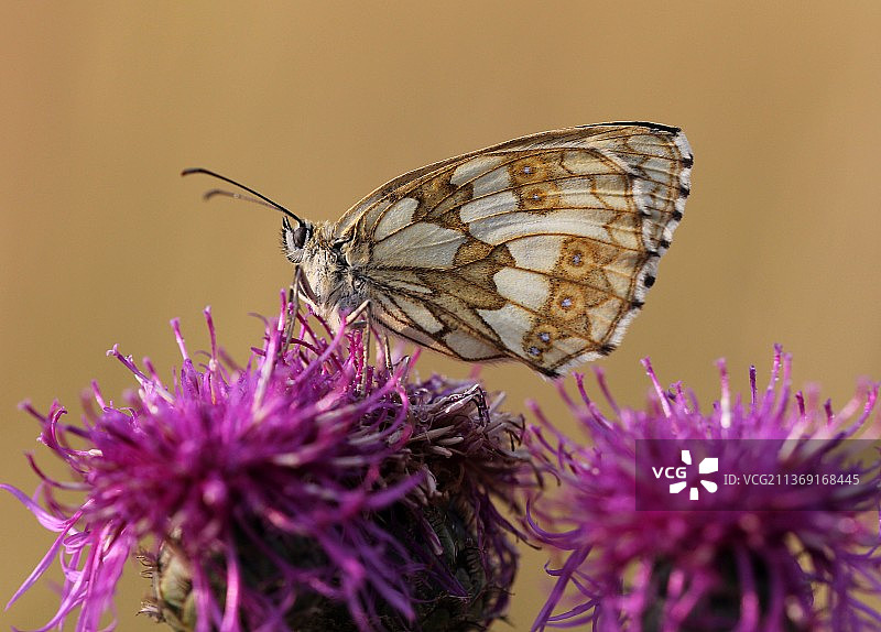 蝴蝶在紫花上授粉的特写图片素材