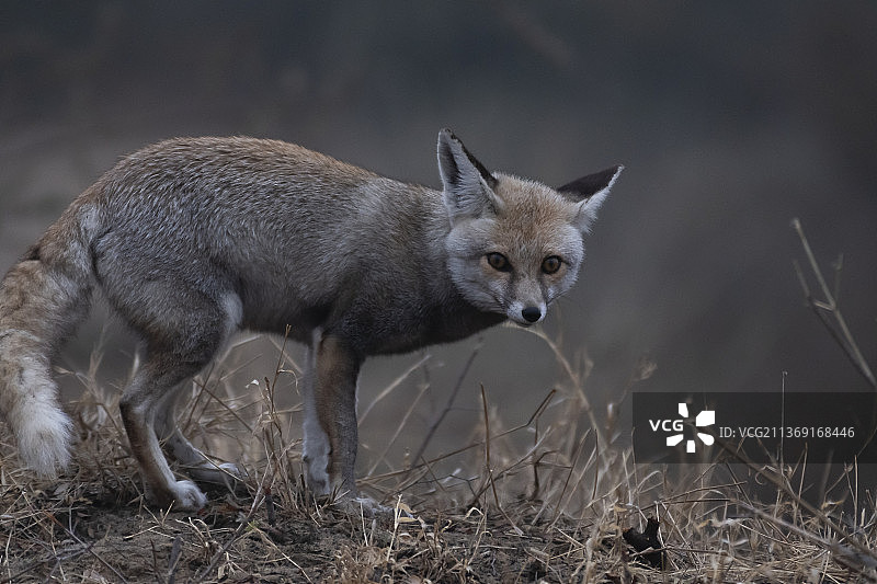 沙漠狐狸，站在田野里的狼的肖像图片素材