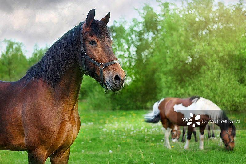 马匹在绿色草地上奔跑图片素材