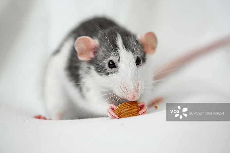 Dumbo吃杏仁特写，老鼠正在吃食物图片素材