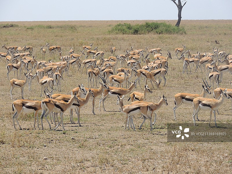 坦桑尼亚，高角度拍摄的汤氏瞪羚和吃草的山羊图片素材
