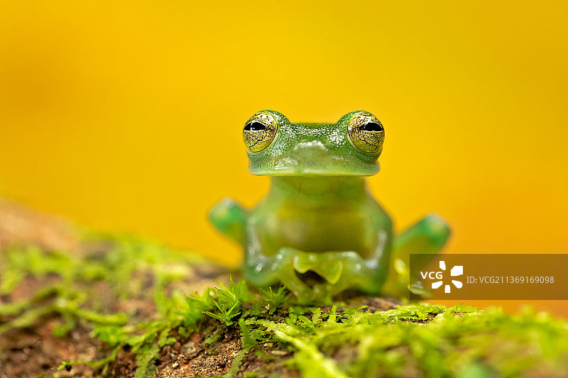 翡翠玻璃蛙，树蛙在树叶上的特写图片素材