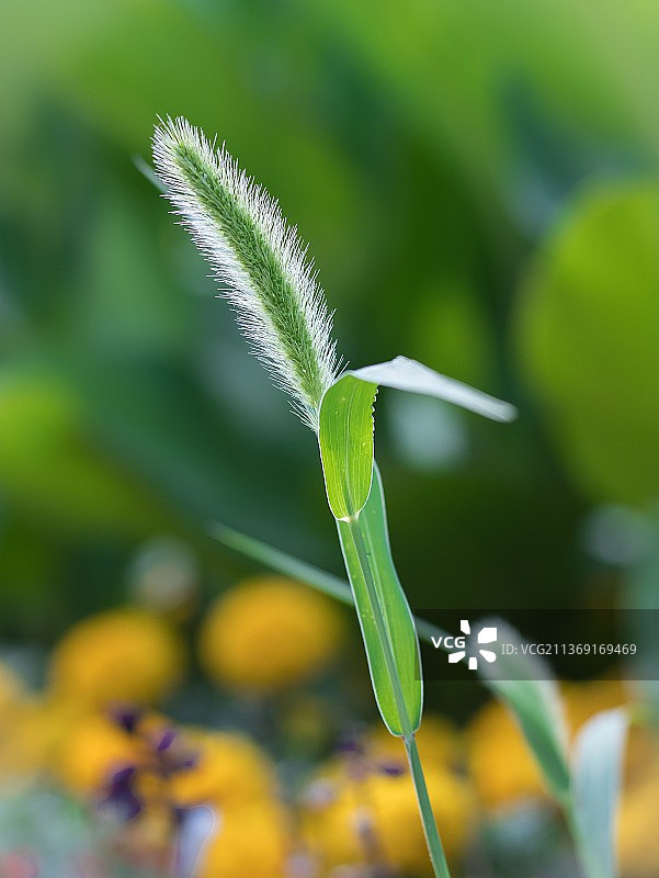 新鲜绿色植物的特写图片素材