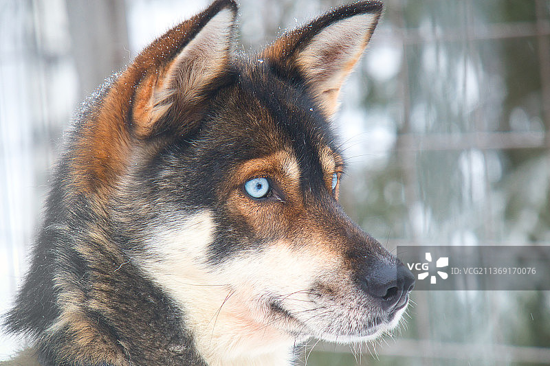 哈士奇肖像，雪橇纯种混血犬的特写，看向远方图片素材