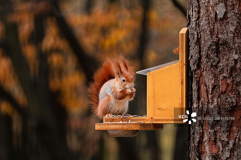 美国红松鼠在树干上的特写，捷克共和国图片素材