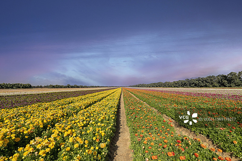 色彩斑斓的田野，多云天空下的田园风光图片素材