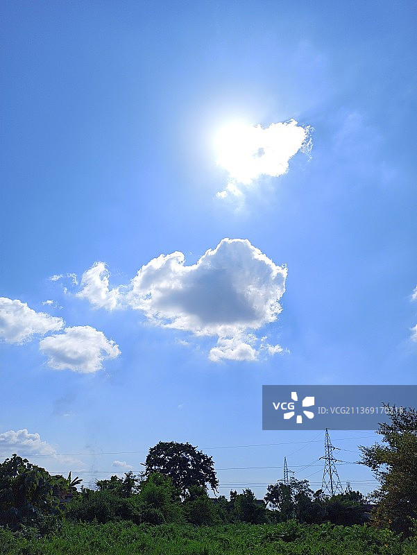 仰视田野上的树木图片素材