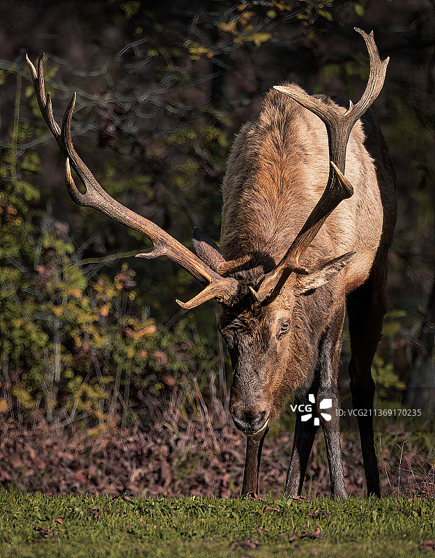 美国怀俄明州大提顿国家公园：红鹿侧面景观图片素材