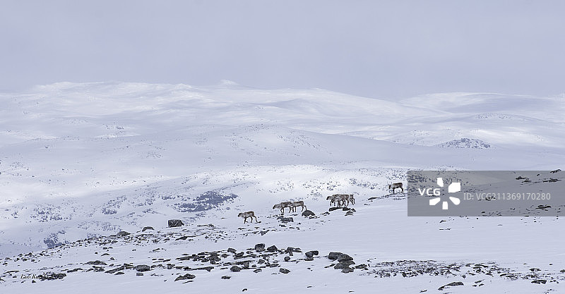 冬季景观：挪威奥普兰白雪覆盖的山脉图片素材