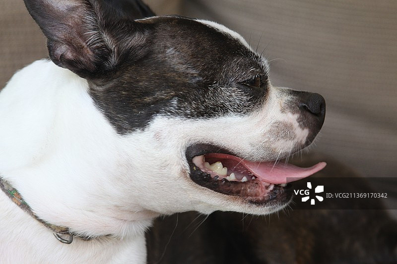 波士顿梗犬吐舌头的特写，美国佛罗里达州坦帕图片素材