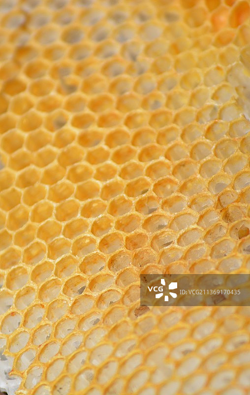 蜂窝特写图片素材