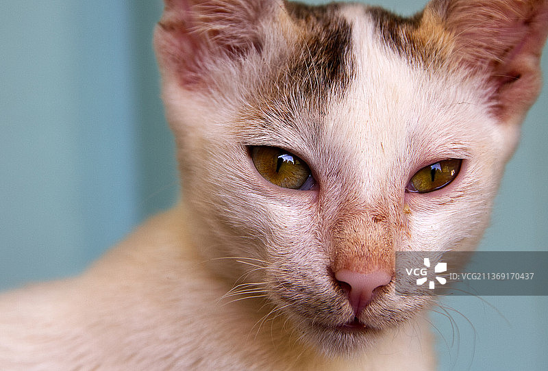 猫的眼睛特写，孟加拉国锡莱特图片素材