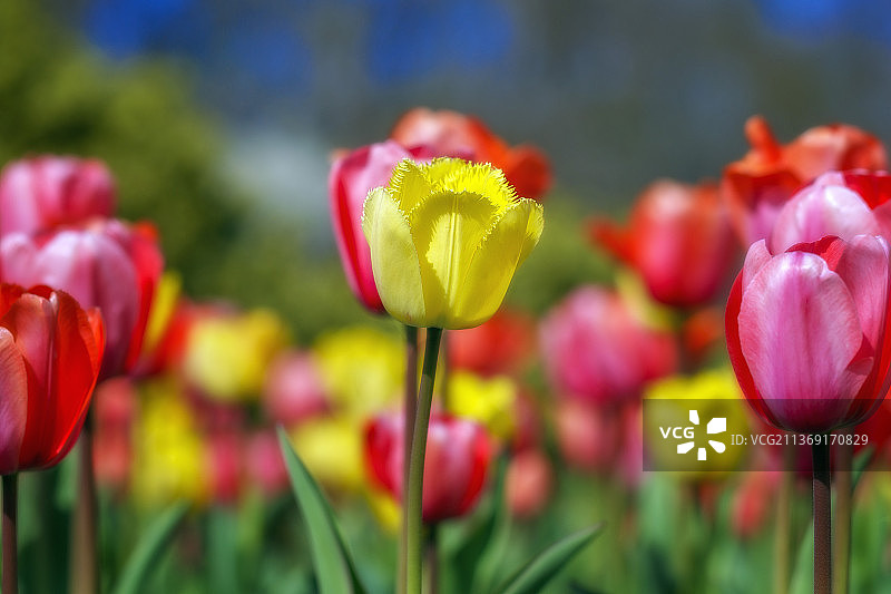 彩色郁金香，红色郁金香特写，新泽西州米德尔敦，美国图片素材