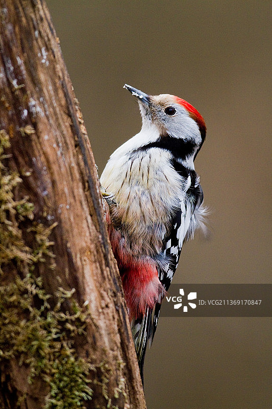 斑点啄木鸟特写，栖息在树上，意大利图片素材