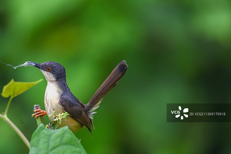 灰文鸟及其筑巢材料收集，拍摄于印度卡纳塔克邦图片素材